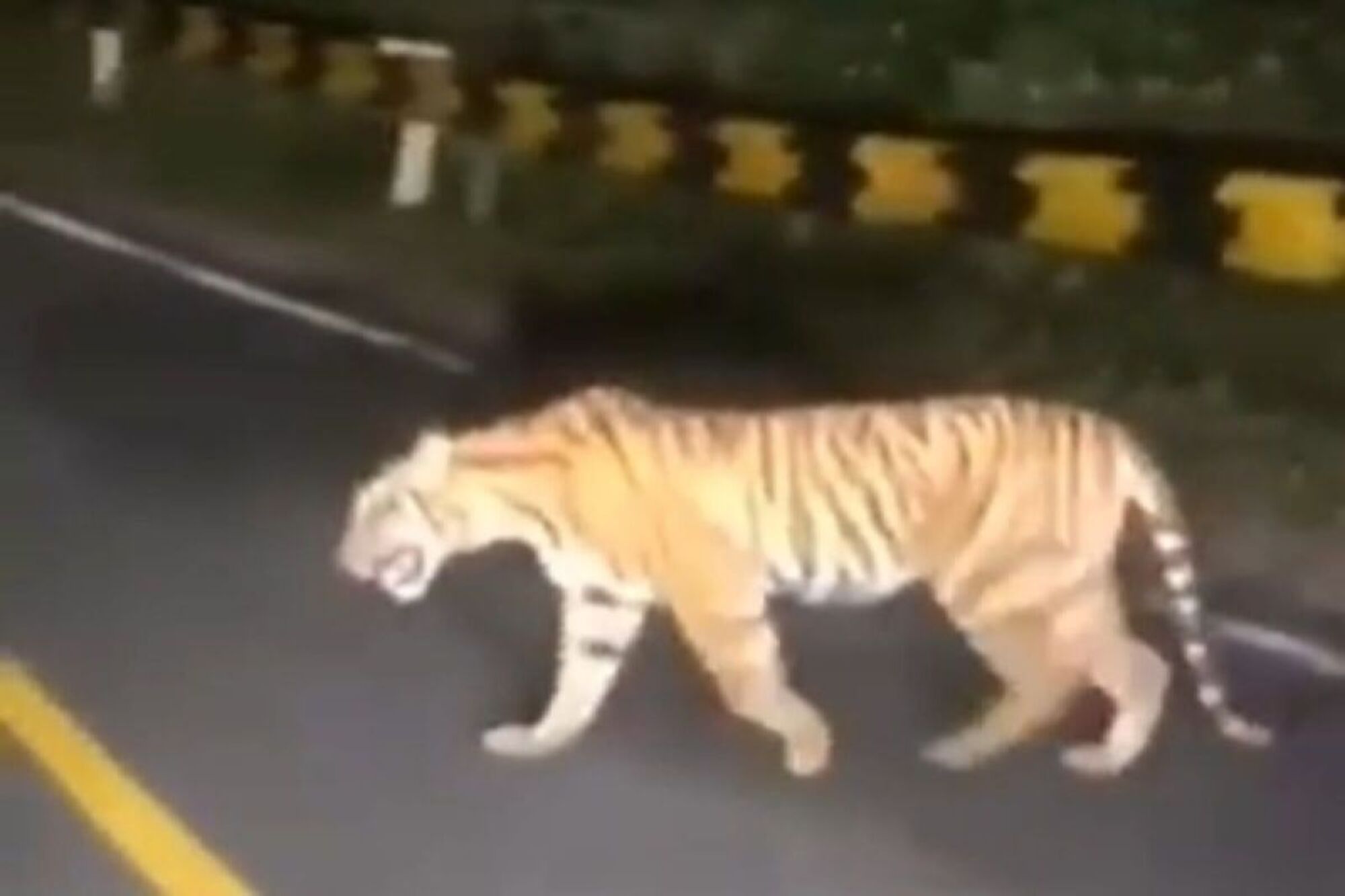 Dilema Konflik Harimau dan Manusia di Lampung Barat: Hilangnya Sumber Makanan Hingga Berujung pada Pembakaran Kantor Balai Perlindungan