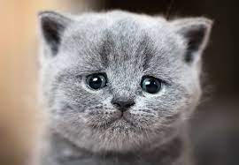 Tolong Jangan Salah! Ini Dia 4 Tips Merawat Kucing Setelah Sterilisasi