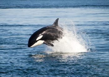 Rahasia Dibalik Kuasa Ikan Paus Orca: Keajaiban Laut yang Menakjubkan