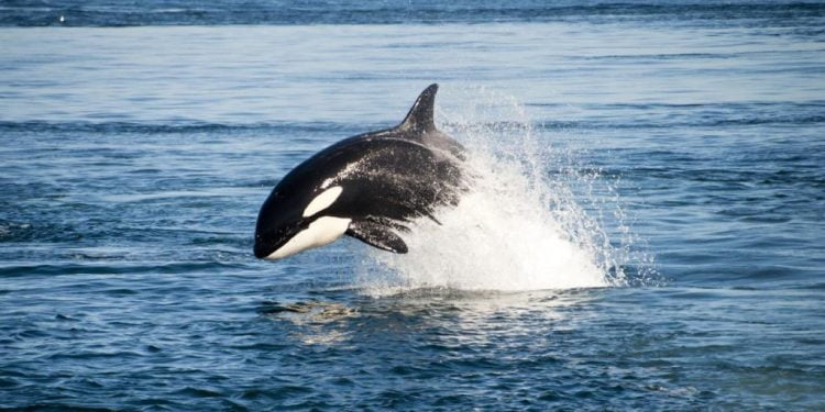 Rahasia Dibalik Kuasa Ikan Paus Orca: Keajaiban Laut yang Menakjubkan