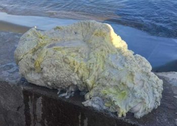 Rahasia Mahal di Balik Ambergris: Muntahan Ikan Paus yang Beraroma