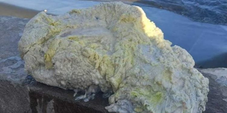 Rahasia Mahal di Balik Ambergris: Muntahan Ikan Paus yang Beraroma