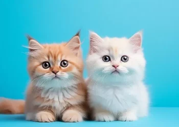 Mengungkap 4 Penyebab Sakit Ginjal pada Kucing yang Tak Boleh Diabaikan
