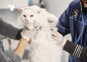 WASPADA! Gejala Kucing Sakit Ginjal yang Perlu Diwaspadai oleh Para Pecinta Kucing