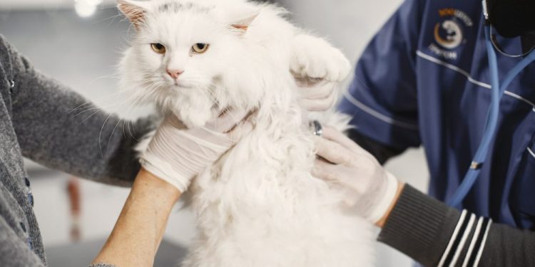 WASPADA! Gejala Kucing Sakit Ginjal yang Perlu Diwaspadai oleh Para Pecinta Kucing