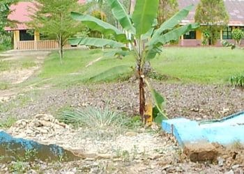 Hari Sabtu SDN 3 Rejomulyo Jati Agung Libur, Pagar Rubuh Dibiarkan: Ada Apa di Balik Sekolah Sepi di Tengah Perkebunan?