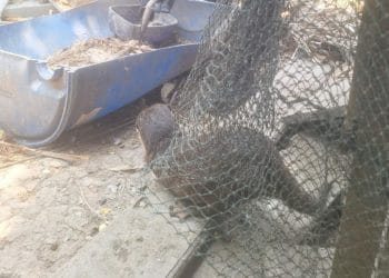 Damkar Bukan Cuma Padamkan Api, Berang-Berang Pengacau Peternakan Juga Dievakuasi